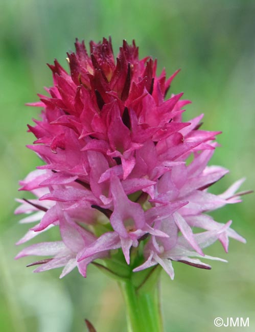 Gymnadenia winkeliana