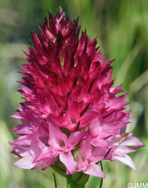 Gymnadenia winkeliana