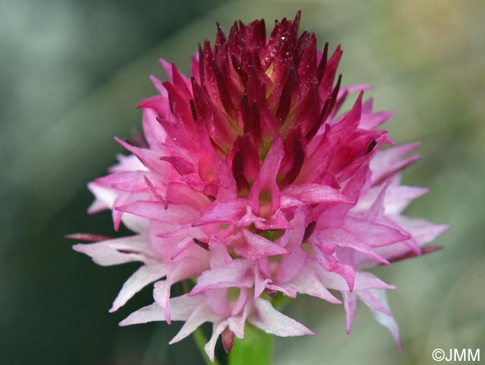 Gymnadenia winkeliana