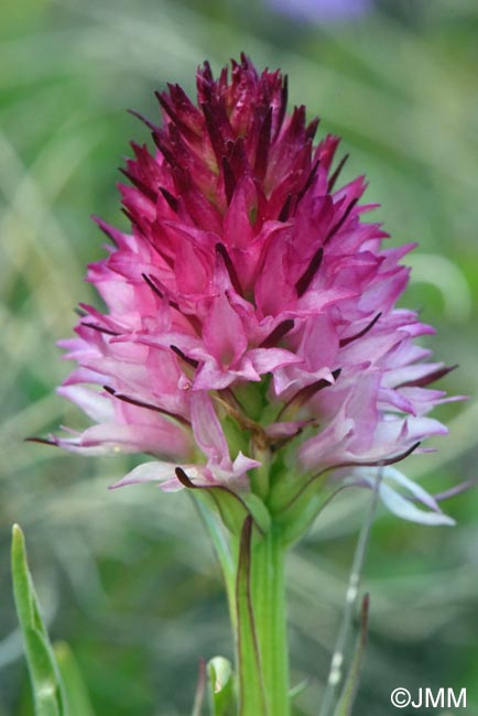 Gymnadenia winkeliana
