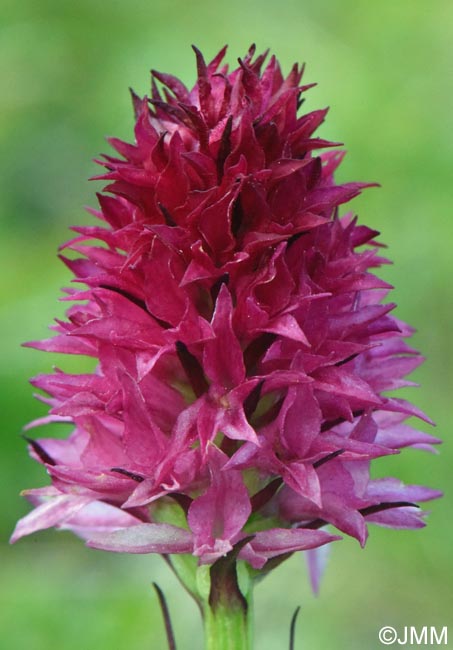 Gymnadenia winkeliana
