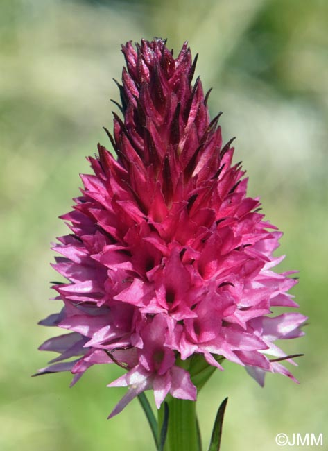 Gymnadenia winkeliana