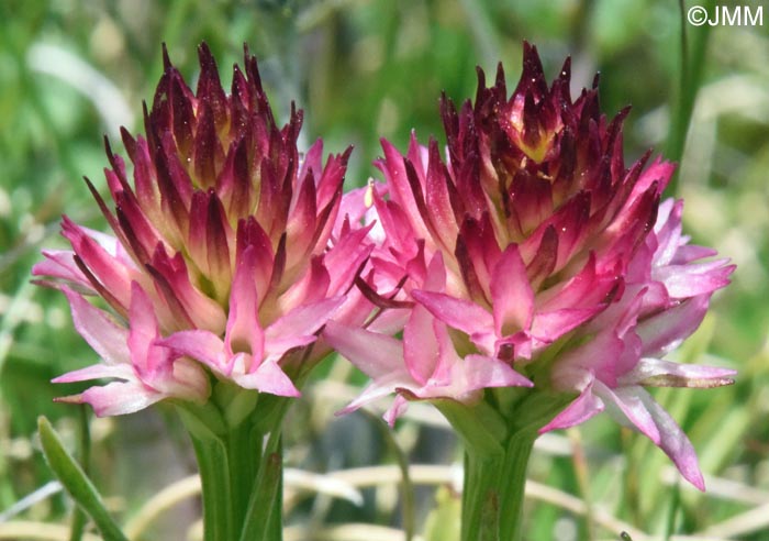 Gymnadenia winkeliana