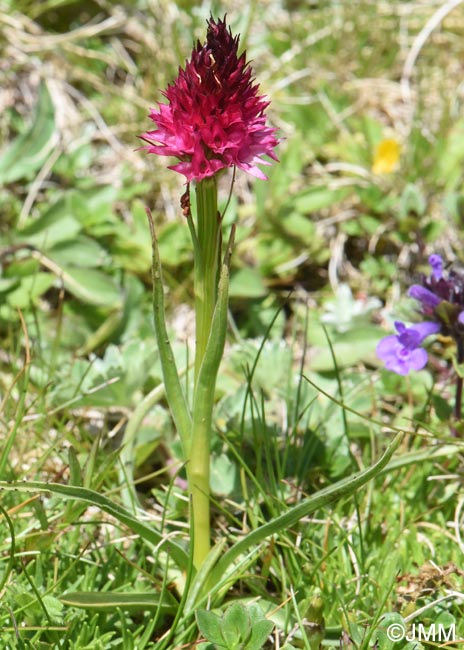 Gymnadenia winkeliana