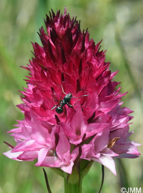 Gymnadenia winkeliana