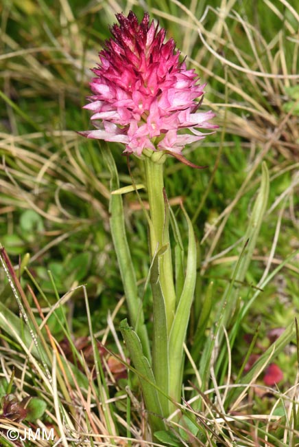Gymnadenia winkeliana
