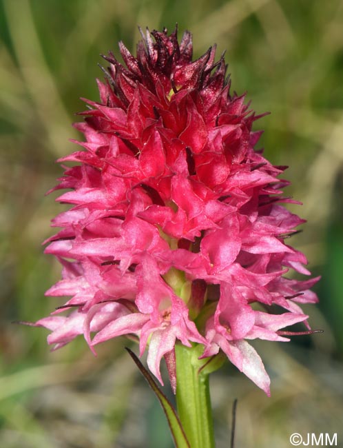 Gymnadenia winkeliana