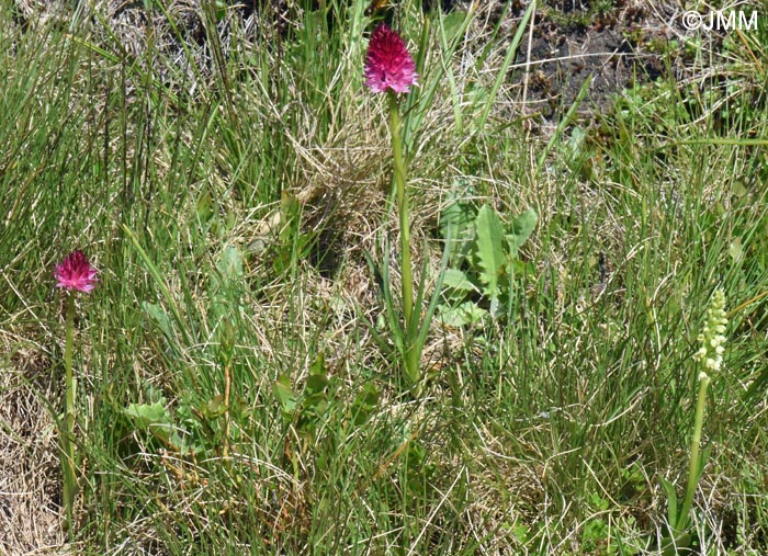 Gymnadenia winkeliana & Pseudorchis albida var. tricuspis