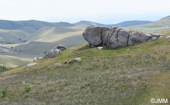biotope  Gymnadenia winkeliana & Gymnadenia bucegiana