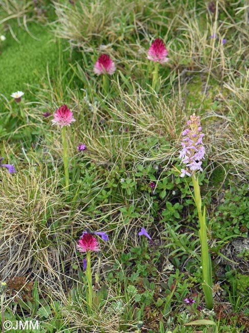 Gymnadenia winkeliana & Gymnadenia conopsea