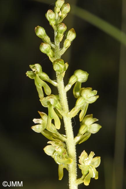 Listera ovata = Neottia ovata