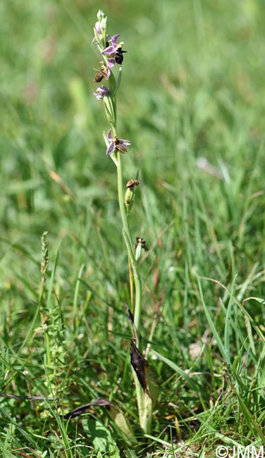 Ophrys oestrifera =? Ophrys cornuta