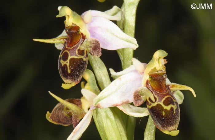 Ophrys oestrifera =? Ophrys cornuta