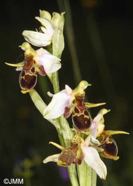 Ophrys oestrifera =? Ophrys cornuta