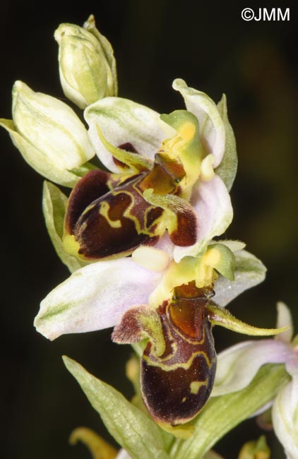 Ophrys oestrifera =? Ophrys cornuta