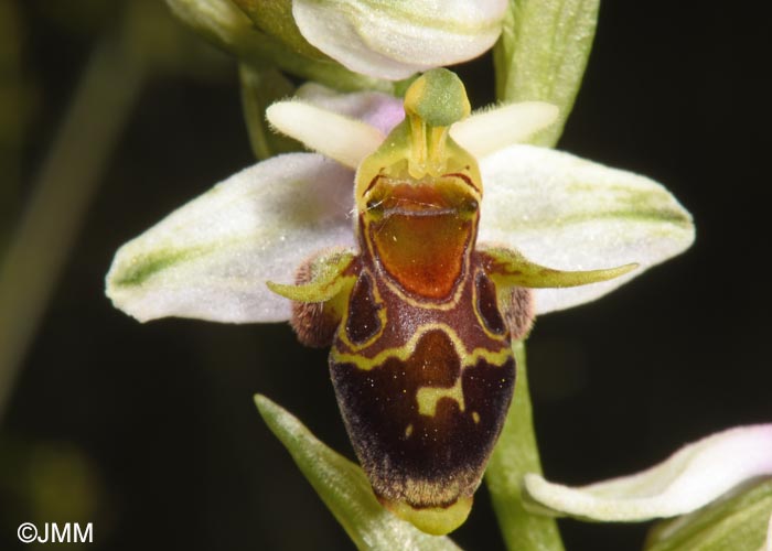 Ophrys oestrifera =? Ophrys cornuta