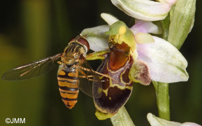 Ophrys oestrifera =? Ophrys cornuta