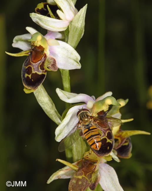 Ophrys oestrifera =? Ophrys cornuta