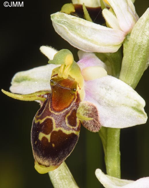 Ophrys oestrifera =? Ophrys cornuta