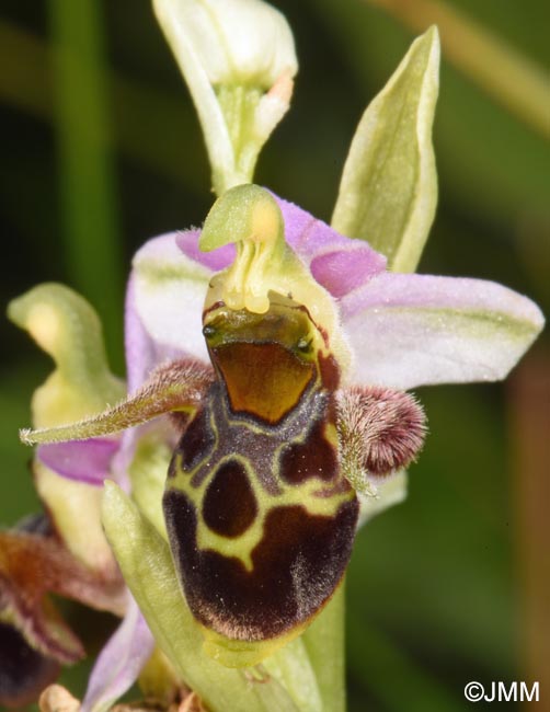 Ophrys oestrifera =? Ophrys cornuta