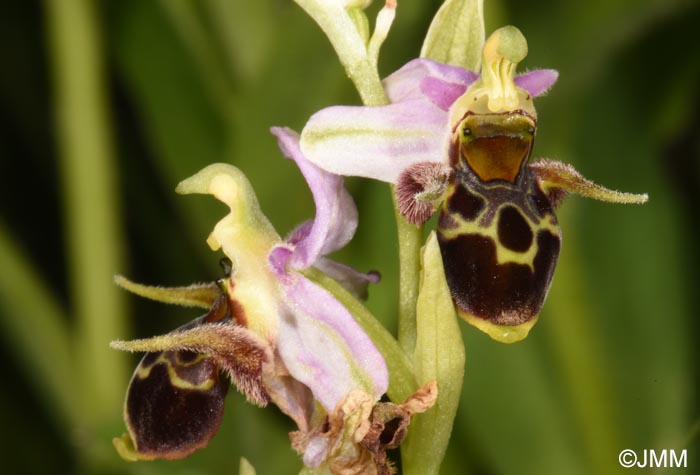 Ophrys oestrifera =? Ophrys cornuta