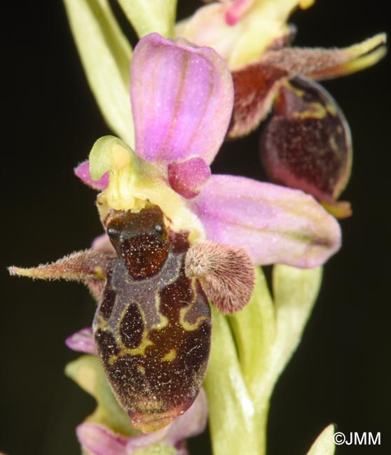 Ophrys oestrifera =? Ophrys cornuta