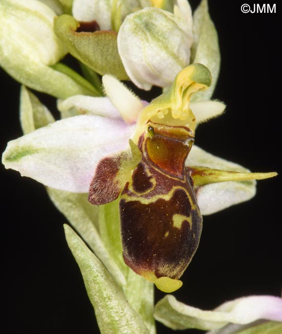 Ophrys oestrifera =? Ophrys cornuta