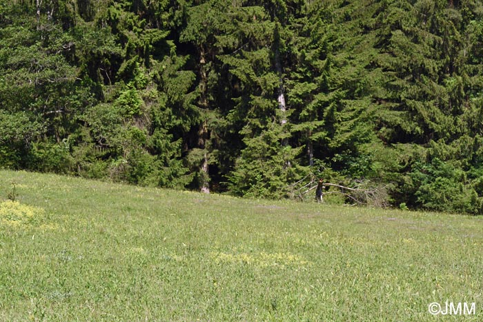 Site  Ophrys oestrifera