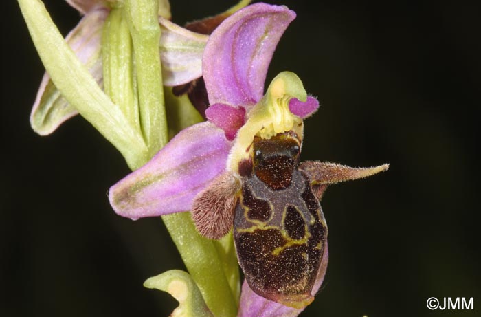 Ophrys oestrifera =? Ophrys cornuta