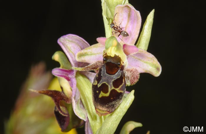 Ophrys oestrifera =? Ophrys cornuta