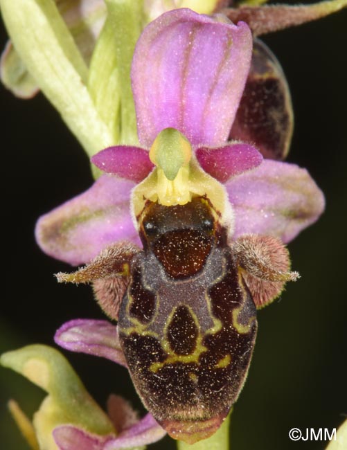 Ophrys oestrifera =? Ophrys cornuta
