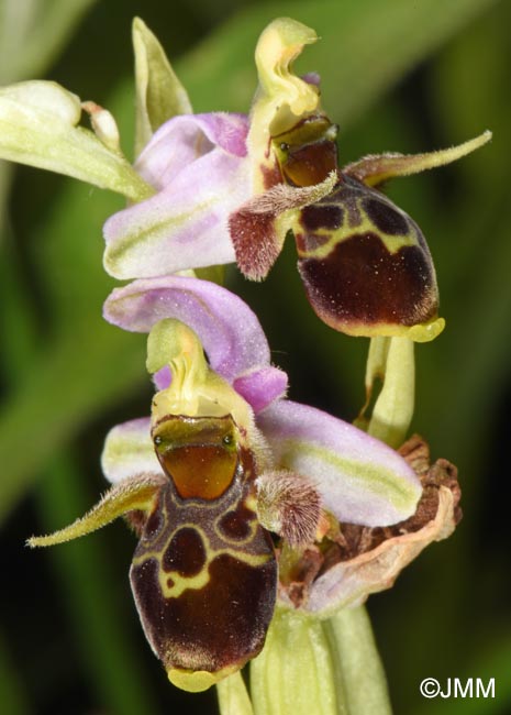 Ophrys oestrifera =? Ophrys cornuta