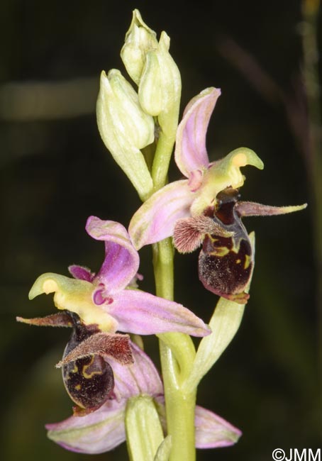 Ophrys oestrifera =? Ophrys cornuta