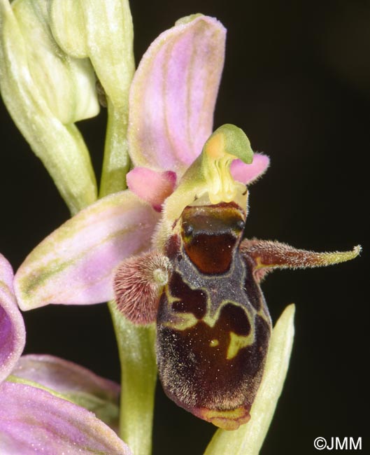 Ophrys oestrifera =? Ophrys cornuta