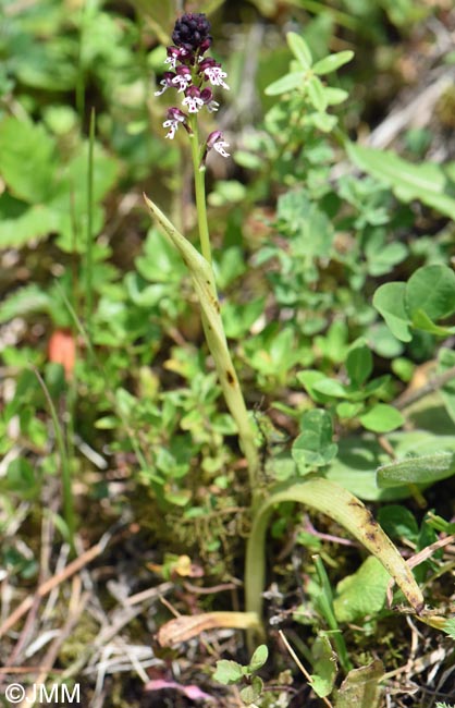Neotinea ustulata var. aestivalis = Orchis ustulata var. aestivalis