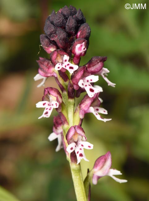 Neotinea ustulata var. aestivalis = Orchis ustulata var. aestivalis