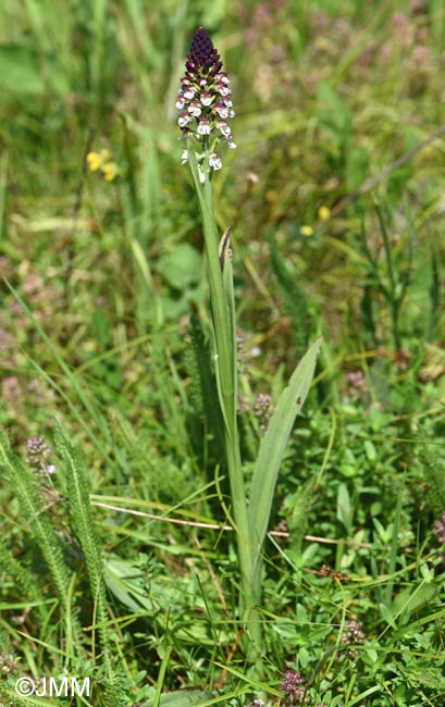 Neotinea ustulata var. aestivalis = Orchis ustulata var. aestivalis
