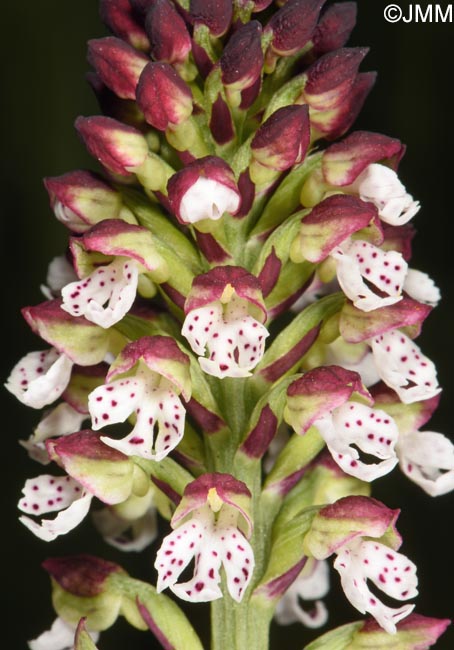 Neotinea ustulata var. aestivalis = Orchis ustulata var. aestivalis