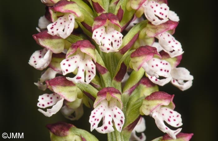 Neotinea ustulata var. aestivalis = Orchis ustulata var. aestivalis