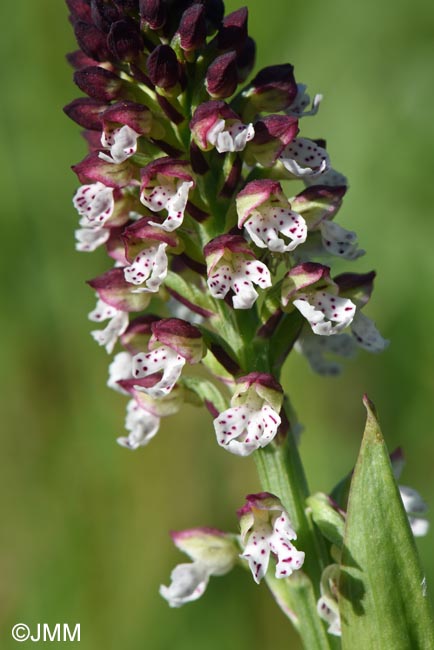 Neotinea ustulata var. aestivalis = Orchis ustulata var. aestivalis