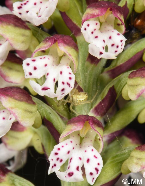 Neotinea ustulata var. aestivalis = Orchis ustulata var. aestivalis