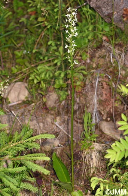 Platanthera bifolia