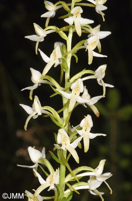 Platanthera bifolia