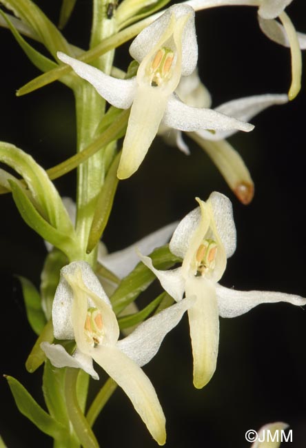 Platanthera bifolia