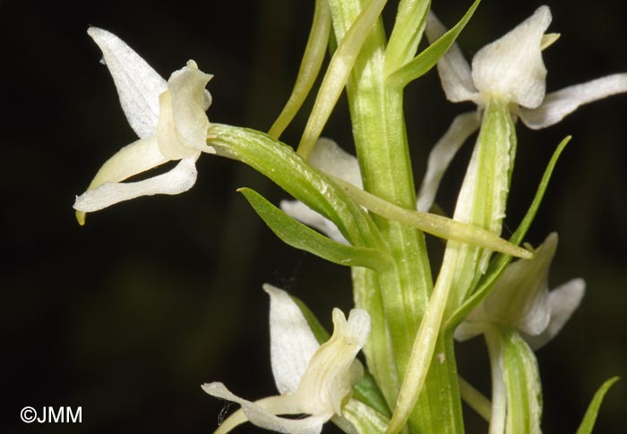 Platanthera bifolia