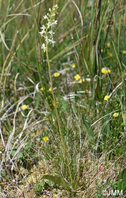 Platanthera bifolia