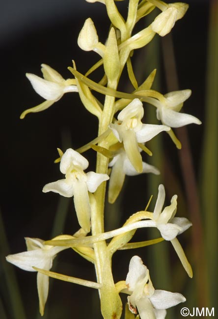 Platanthera bifolia