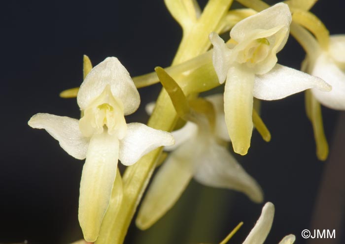 Platanthera bifolia