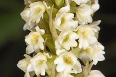 x Pseudadenia vitosana