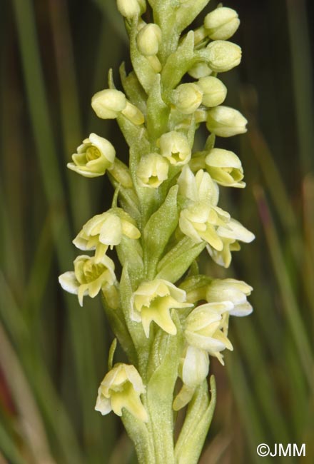 Pseudorchis albida var. tricuspis